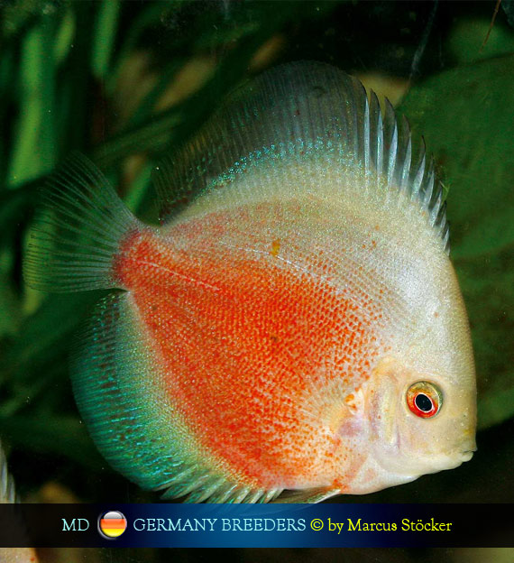 L'intervista: Marcus Stöcker su MondoDiscus