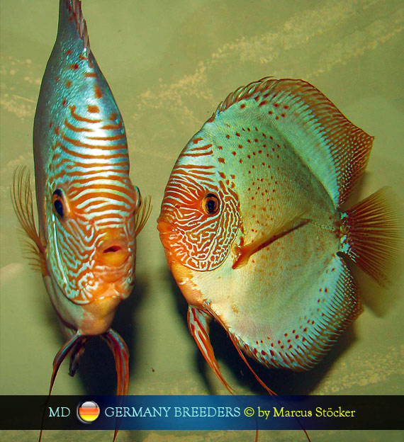 L'intervista: Marcus Stöcker su MondoDiscus