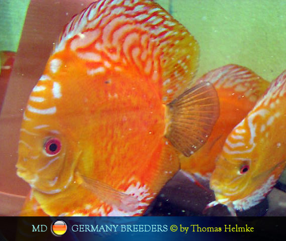 L'intervista: Thomas Helmke su MondoDiscus