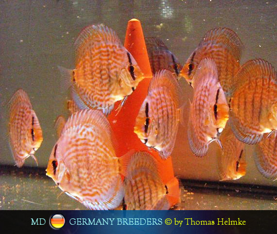 L'intervista: Thomas Helmke su MondoDiscus