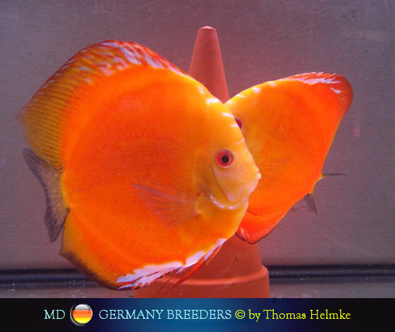 L'intervista: Thomas Helmke su MondoDiscus