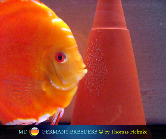 L'intervista: Thomas Helmke su MondoDiscus