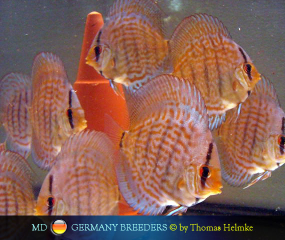 L'intervista: Thomas Helmke su MondoDiscus