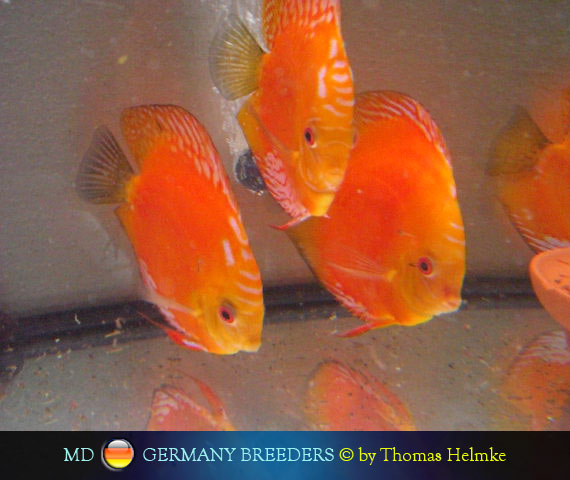 L'intervista: Thomas Helmke su MondoDiscus