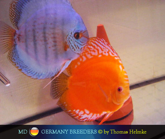 L'intervista: Thomas Helmke su MondoDiscus