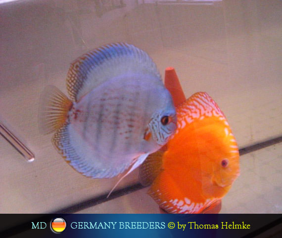 L'intervista: Thomas Helmke su MondoDiscus