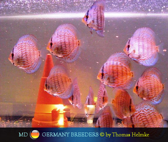 L'intervista: Thomas Helmke su MondoDiscus