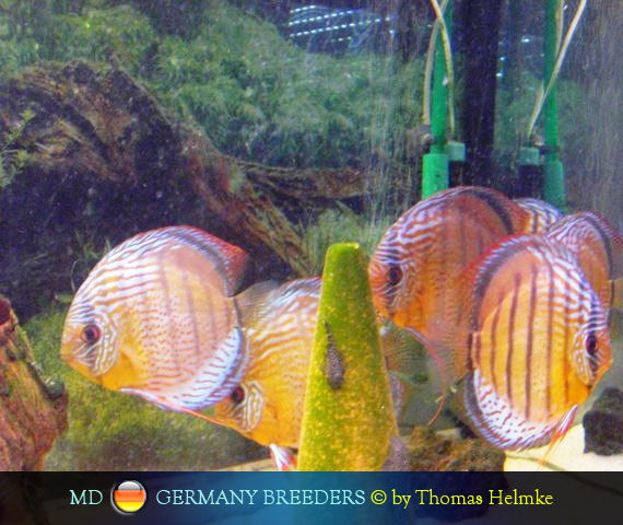 L'intervista: Thomas Helmke su MondoDiscus