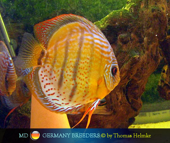 L'intervista: Thomas Helmke su MondoDiscus