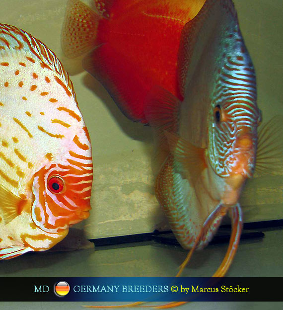 L'intervista: Marcus Stöcker su MondoDiscus