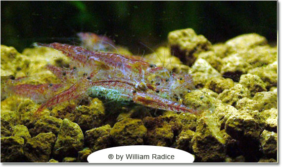 Il caridinaio di William Radice