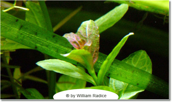 Il caridinaio di William Radice