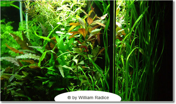 Il caridinaio di William Radice