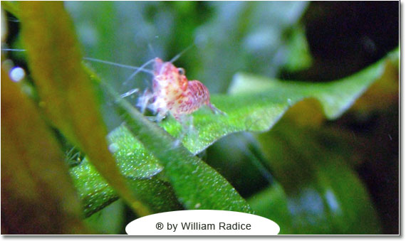 Il caridinaio di William Radice