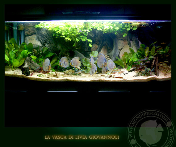 Aquarium amazonia tank