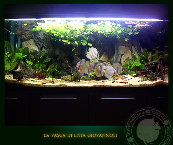 Aquarium amazonia tank