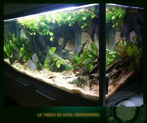 Aquarium amazonia tank