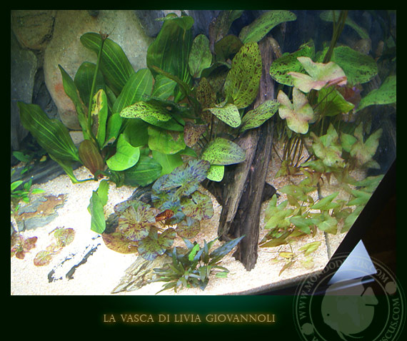 Aquarium amazonia tank