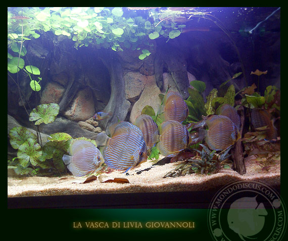 Aquarium amazonia tank