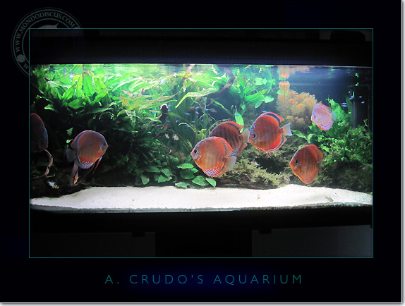 Discus_Tank_aquarium