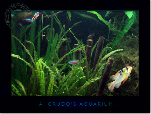 Discus_Tank_aquarium