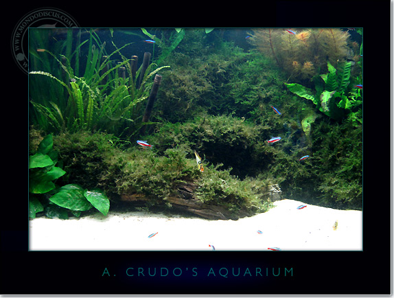 Discus_Tank_aquarium