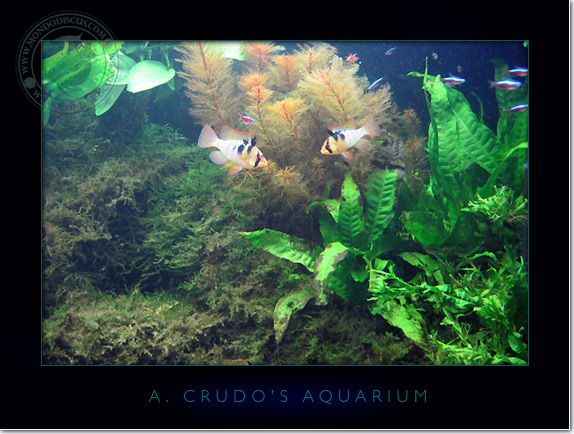 Discus_Tank_aquarium