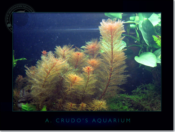 Discus_Tank_aquarium