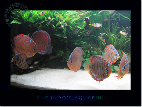 Discus_Tank_aquarium