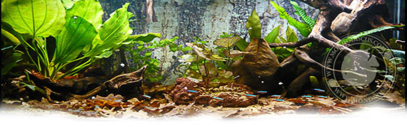 la vasca di Luca Bosetti