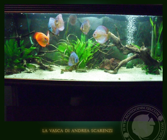 acquario di discus