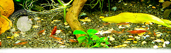 Il caridinaio di Paolo Cardoni