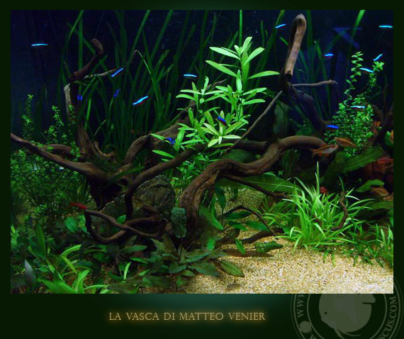 acquario con scalari