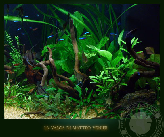 acquario con scalari