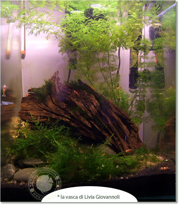 Il caridinaio di Livia Giovannoli