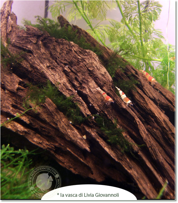 Il caridinaio di Livia Giovannoli