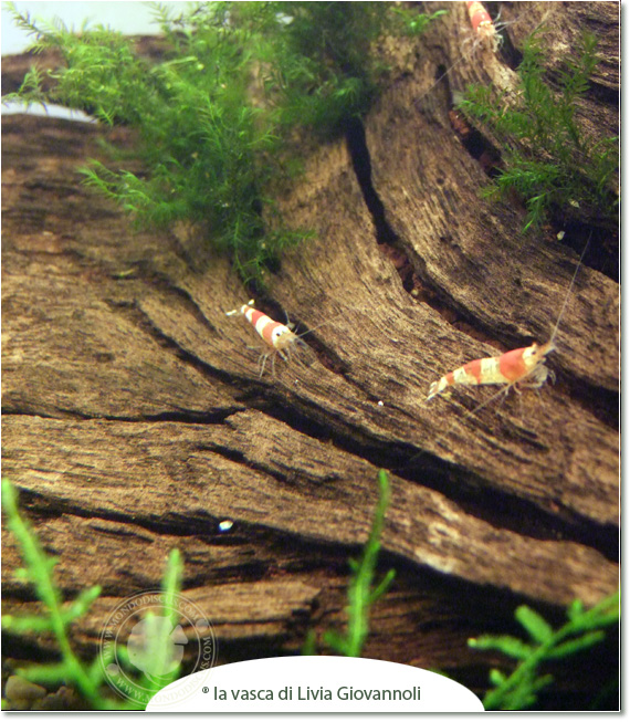 Il caridinaio di Livia Giovannoli