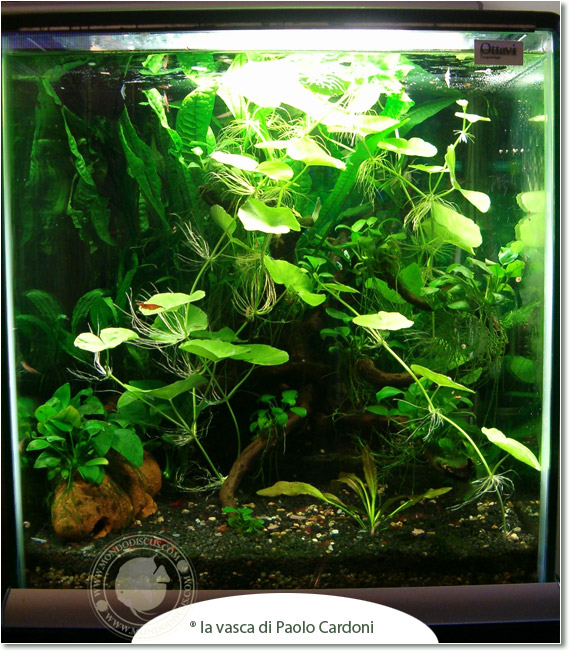 vasca di paolo cardoni