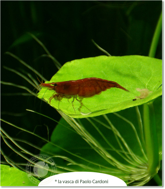 caridina red cherry