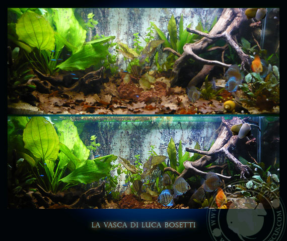 la vasca di Luca Bosetti