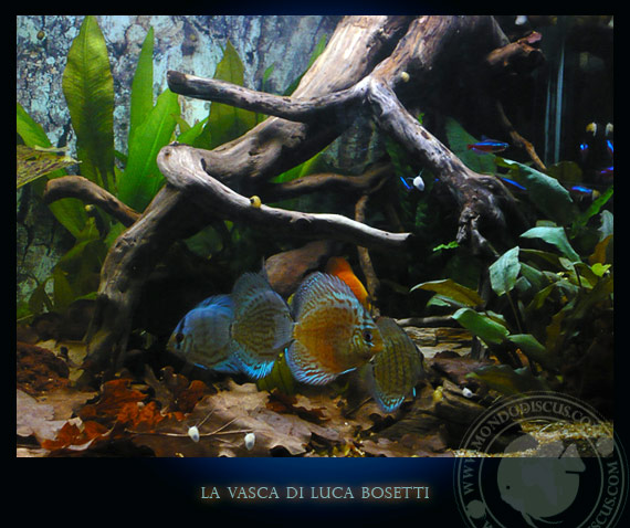 la vasca di Luca Bosetti