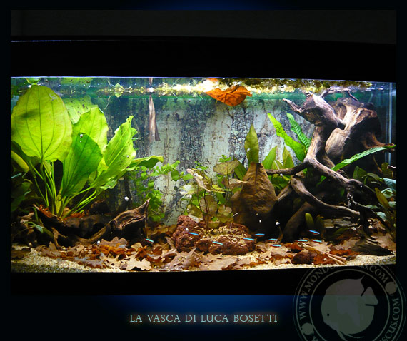 la vasca di Luca Bosetti