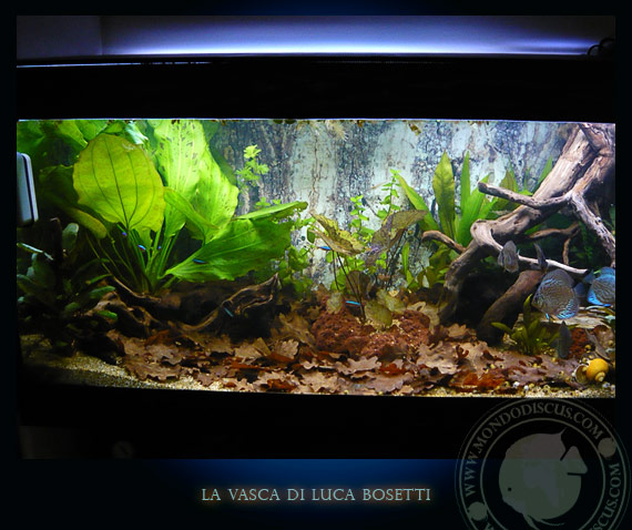 la vasca di Luca Bosetti