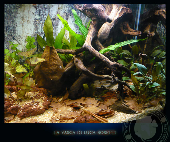 la vasca di Luca Bosetti