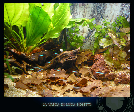 la vasca di Luca Bosetti