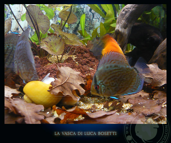 la vasca di Luca Bosetti