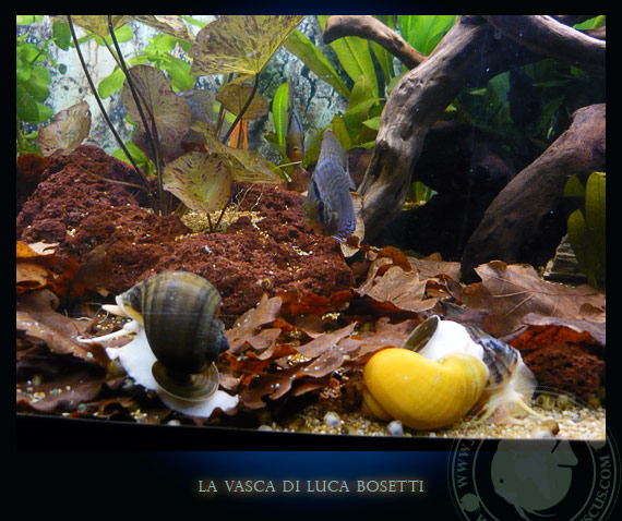 la vasca di Luca Bosetti