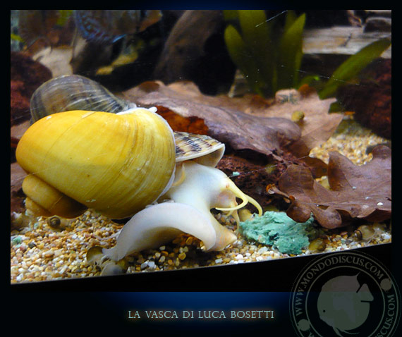 la vasca di Luca Bosetti