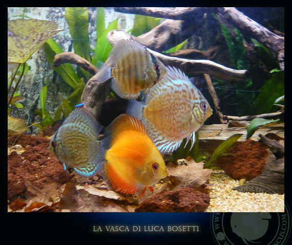 la vasca di Luca Bosetti