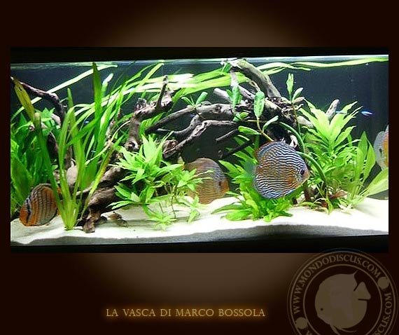 la vasca di marco bossola